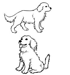 Coloring Pages Golden Retriever Coloring Pages 236x252 Coloring Pages Golden Retriever Coloring Pages