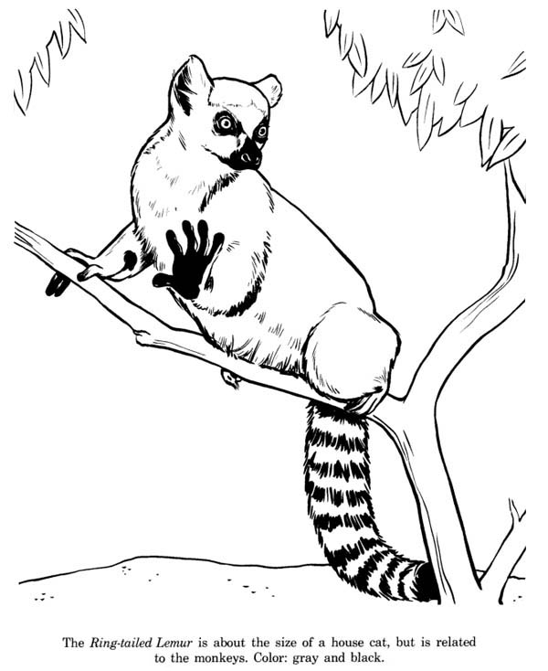 600x734 Cat Sized Ring Tailed Lemur Coloring Page Color Luna Lemur