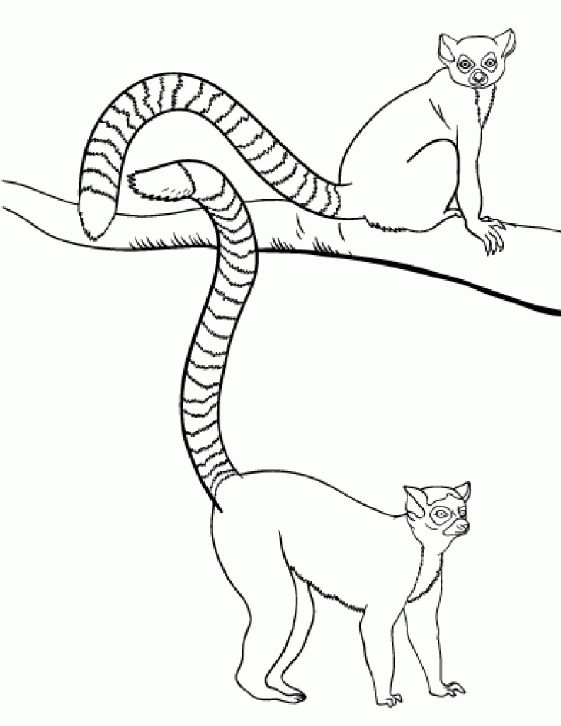 792x1024 Unique Lemur Page To Color Collection Printable Coloring Sheet