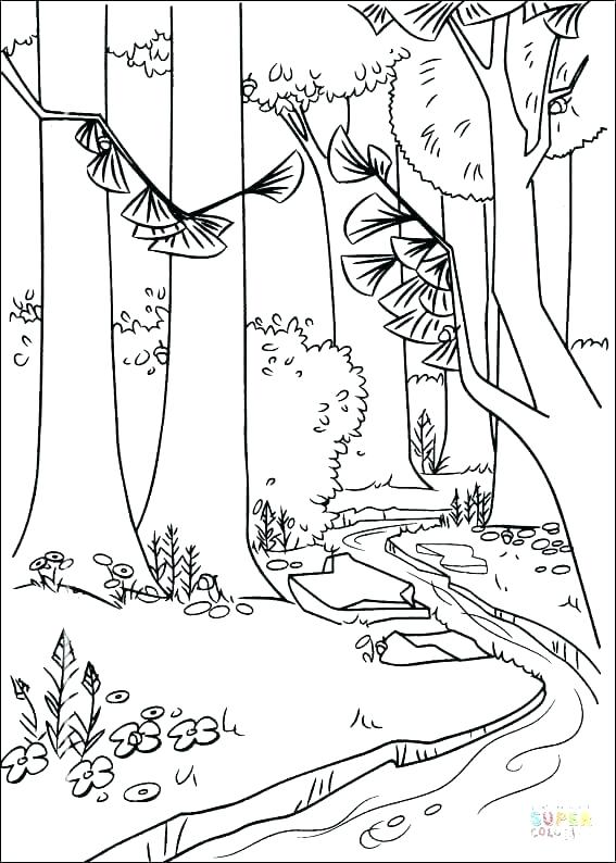 567x794 Rainforest Coloring Page Complete Coloring Pages Fee Forest Page