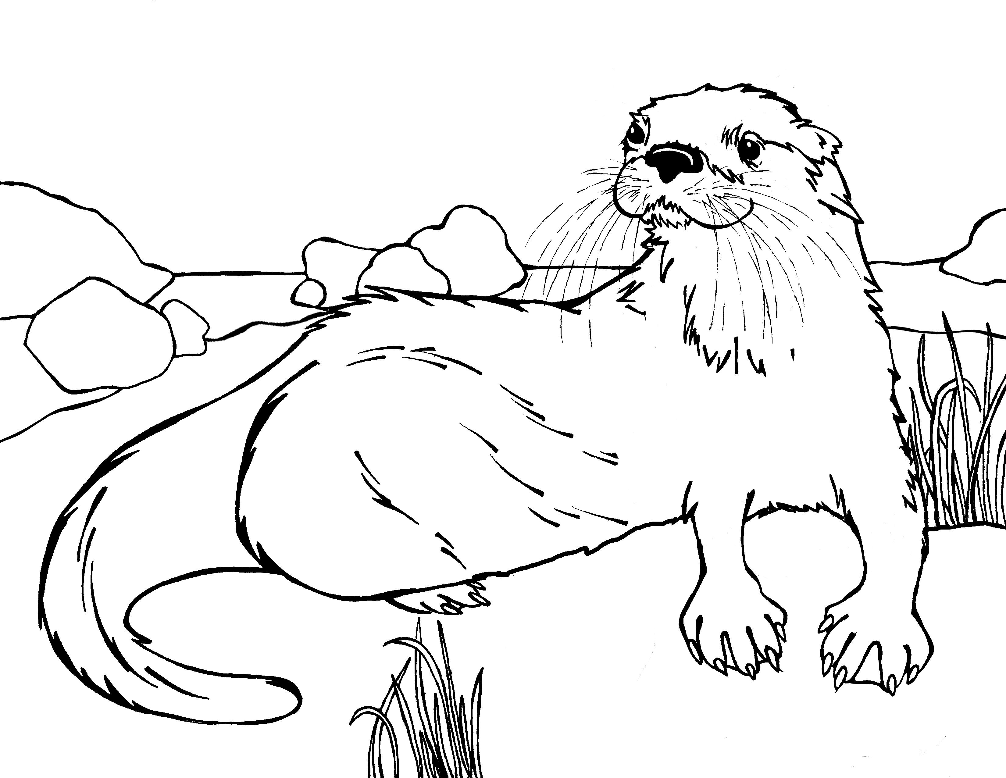 3300x2552 River Otter Coloring Pages