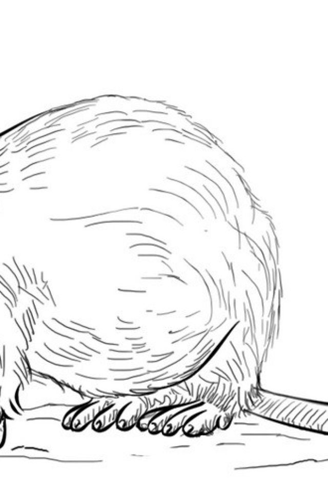 640x960 Realistic River Otter Coloring Page Free Printable Coloring Pages