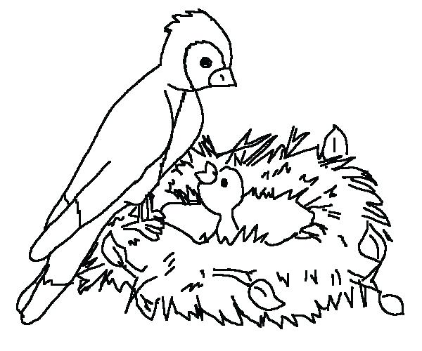 600x500 Coloring Page Of A Bird Desert Birds Coloring Pages Birds Of Prey