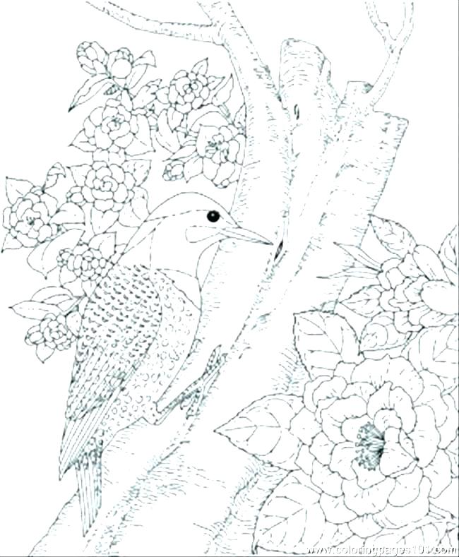 650x789 Robin Bird Coloring Pages Wonderful Printable Coloring Pages