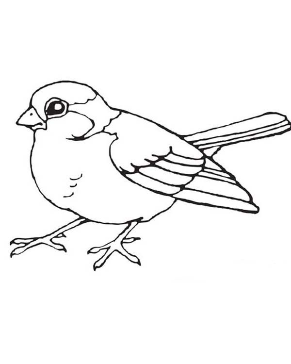 600x750 Birds, Little Bird Coloring Page Theme Unit Robin