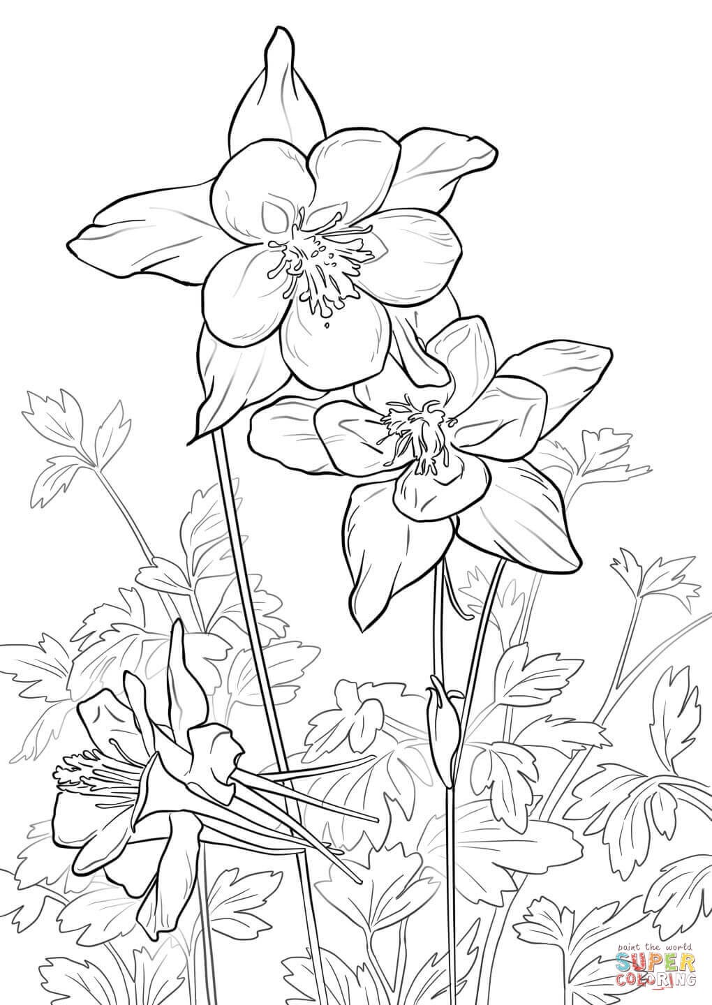 Rocky Mountain Columbine Coloring Page Free Printable Coloring 1020x1440 Rocky Mountain Columbine Coloring Page Free Printable Coloring