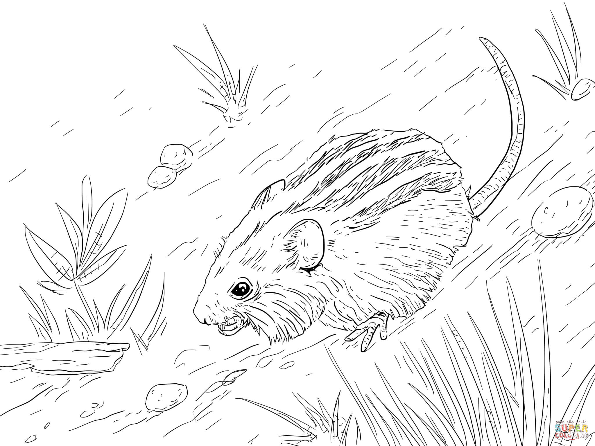 Extraordinary Striped Mouse Coloring Page About Mouse Coloring 2048x1536 Extraordinary Striped Mouse Coloring Page About Mouse Coloring