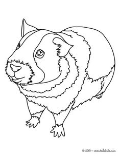 Top 25 Free Printable Guinea Pig Coloring Pages Online Cavy, Pig 235x304 Top 25 Free Printable Guinea Pig Coloring Pages Online Cavy, Pig