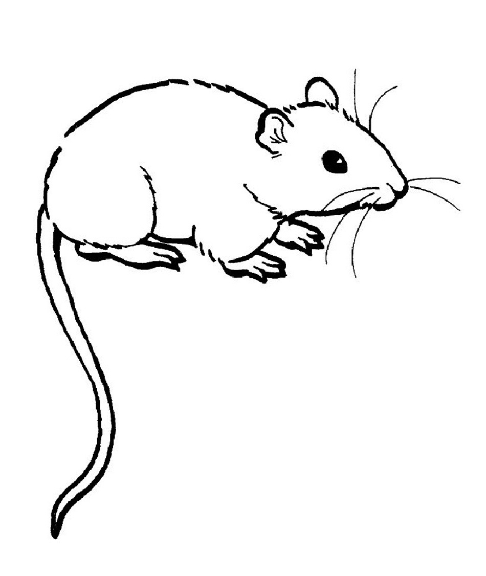 Best Of Rat Page To Color Design Printable Coloring Sheet 950x1126 Best Of Rat Page To Color Design Printable Coloring Sheet