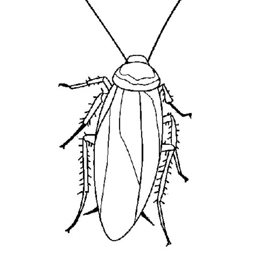 Free Printable Cockroach Coloring Pages For Kids, Cockroach 950x884 Free Printable Cockroach Coloring Pages For Kids, Cockroach
