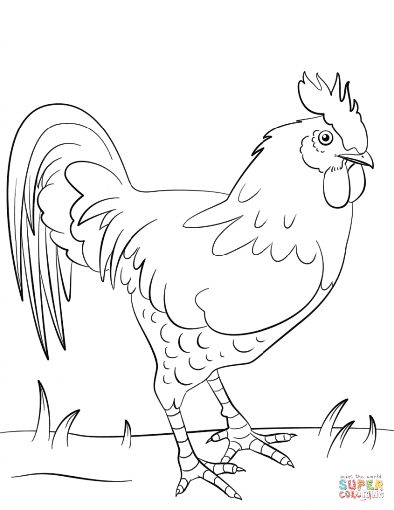 Rooster Coloring Page 791x1024 Rooster Coloring Page