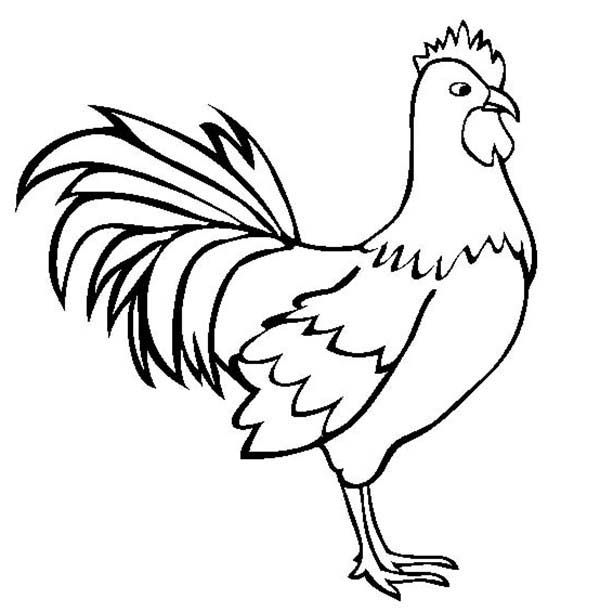 Rooster Coloring Page Fresh Rooster Coloring Pages Logo 600x612 Rooster Coloring Page Fresh Rooster Coloring Pages Logo