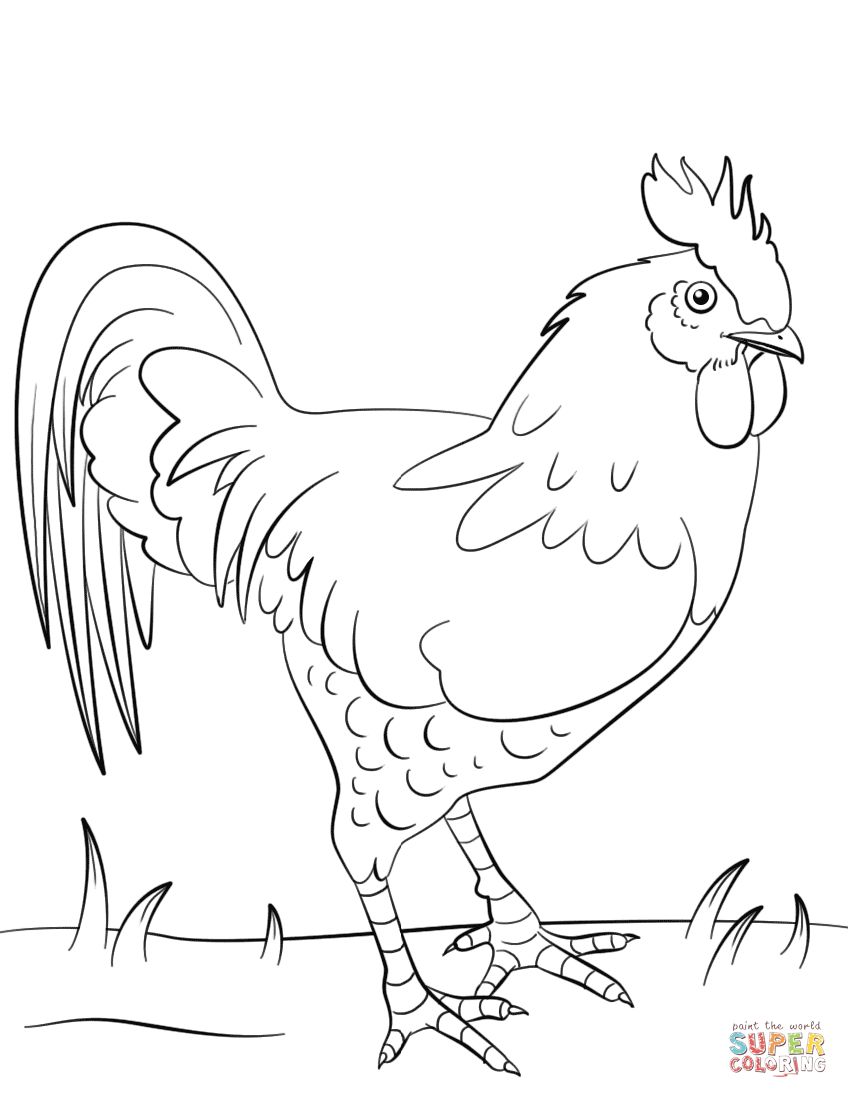 Rooster Coloring Page On Chicken Coloring Pages 848x1098 Rooster Coloring Page On Chicken Coloring Pages