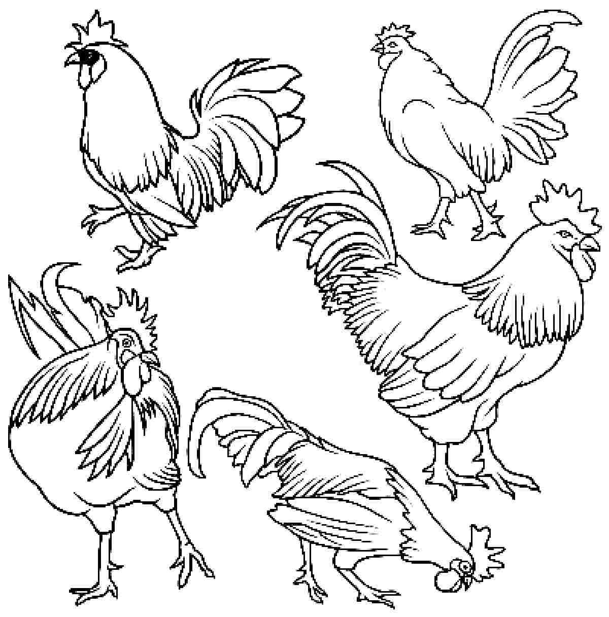 Rooster Coloring Pages To Print Tagged With Chicken Coloring Pages 1200x1216 Rooster Coloring Pages To Print Tagged With Chicken Coloring Pages