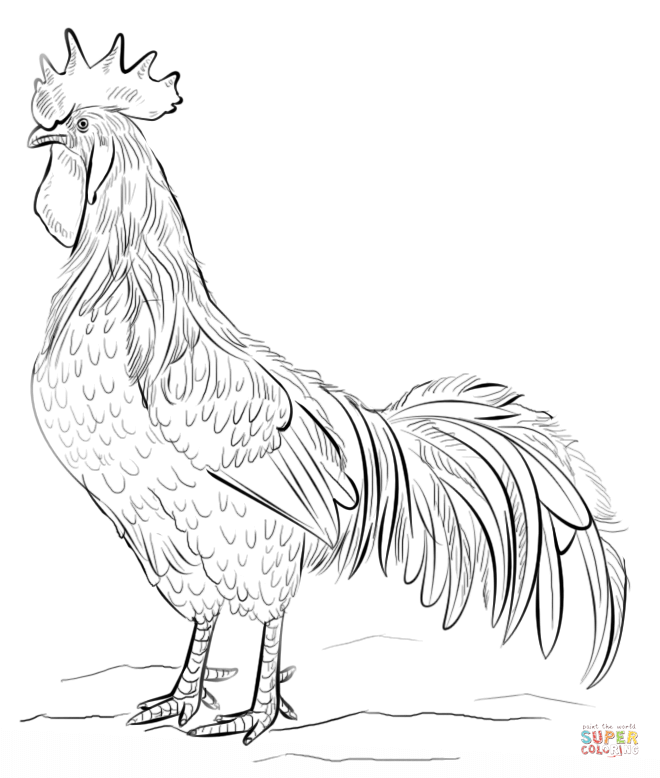 660x778 Rooster Coloring Page Educational Coloring Pages