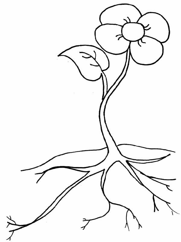600x800 Root Of Beautiful Flower Coloring Page