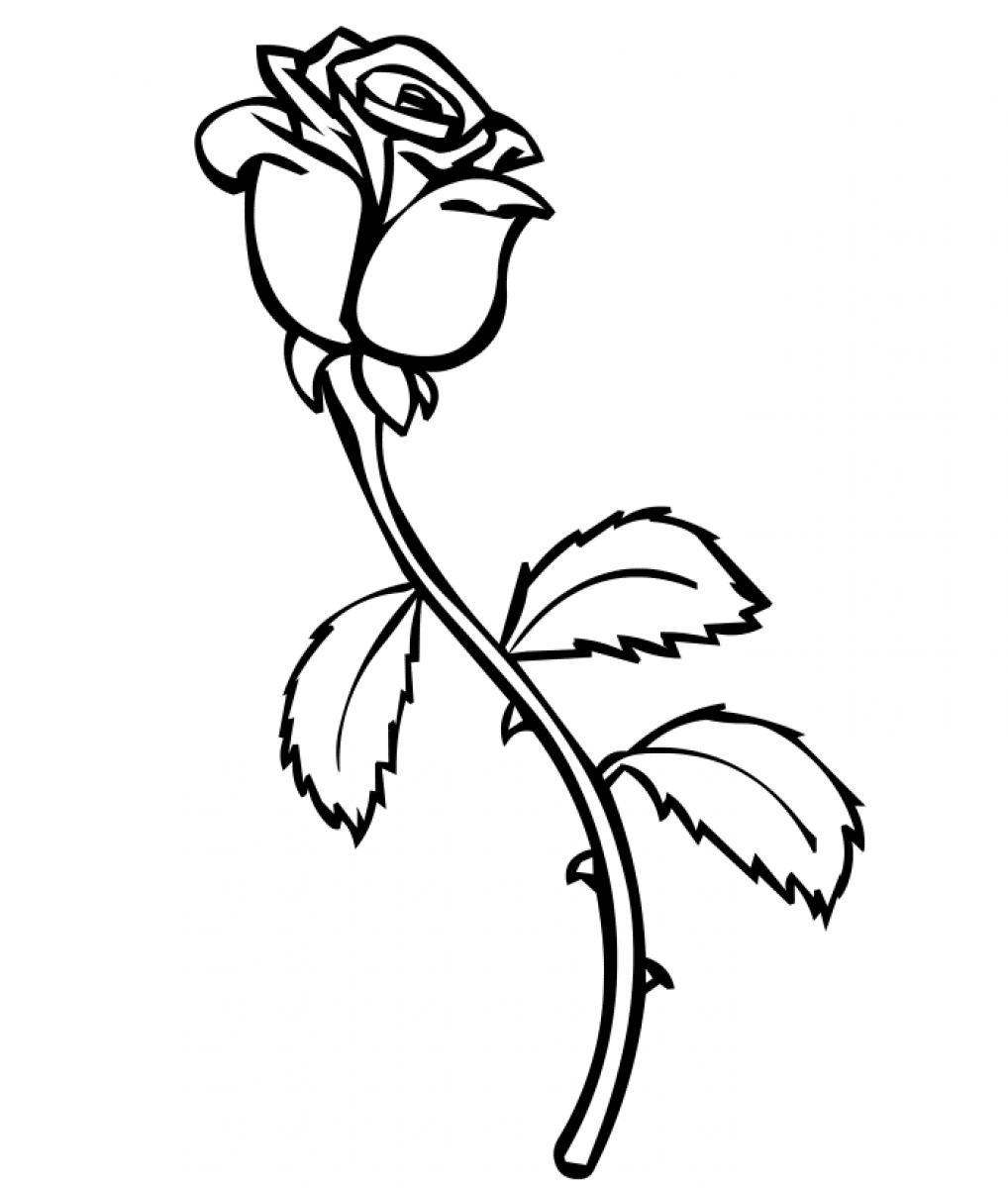 Rose Coloring Page 1018x1200 Rose Coloring Page