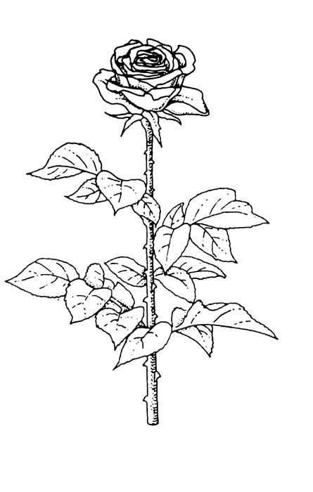 Rose Art Coloring Pages 445x700 Rose Art Coloring Pages