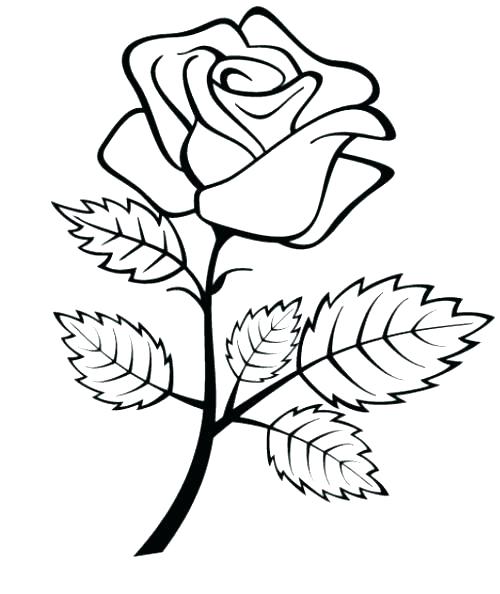 500x594 Coloring Pages Rose Rose Coloring Pages Rose Coloring Pages
