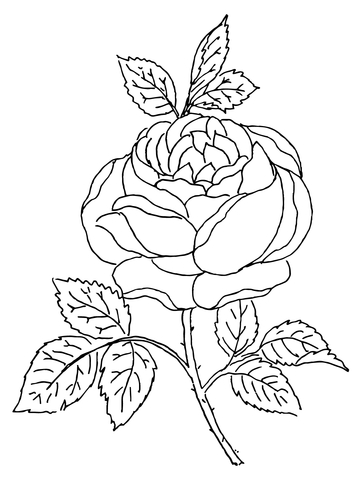 Rose Bush Coloring Pages at GetColorings.com | Free printable colorings ...