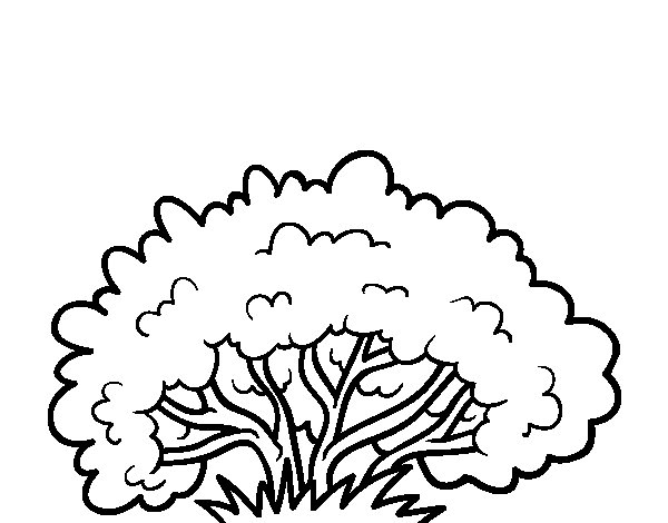 600x470 Shrub Coloring Page