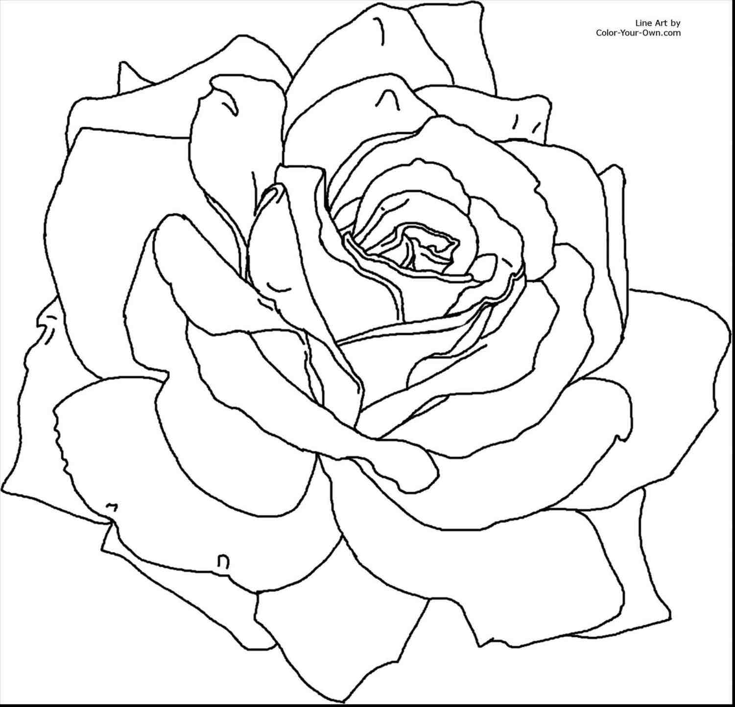 1501x1445 Old Fashioned Flower Pencil And In Color Drawn Rose Bush Drawing