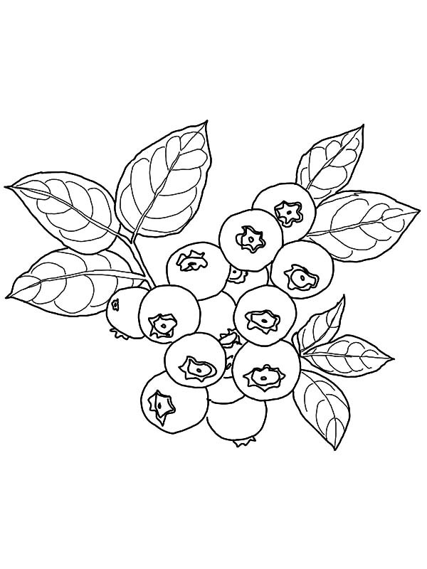 600x800 Bush Plant Coloring Page Image Clipart Images