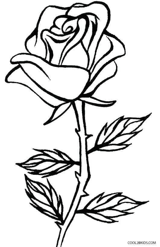 Rose Coloring Pages