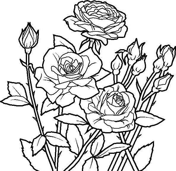 Garden Coloring Pages Of Flowers Rose 593x577 Garden Coloring Pages Of Flowers Rose