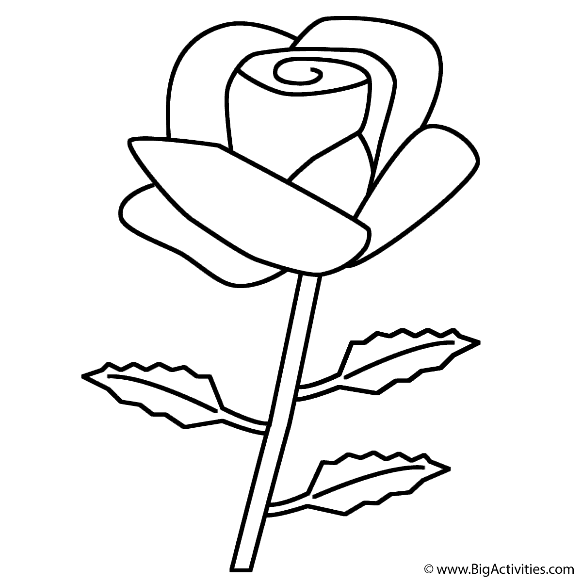 Rose 1200x1200 Rose