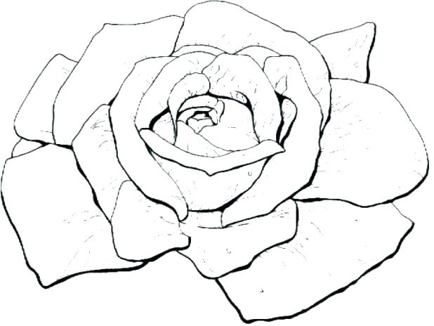 Coloring Pages Roses Rose Coloring Page Rose Coloring Sheets Bloom 618x464 Coloring Pages Roses Rose Coloring Page Rose Coloring Sheets Bloom