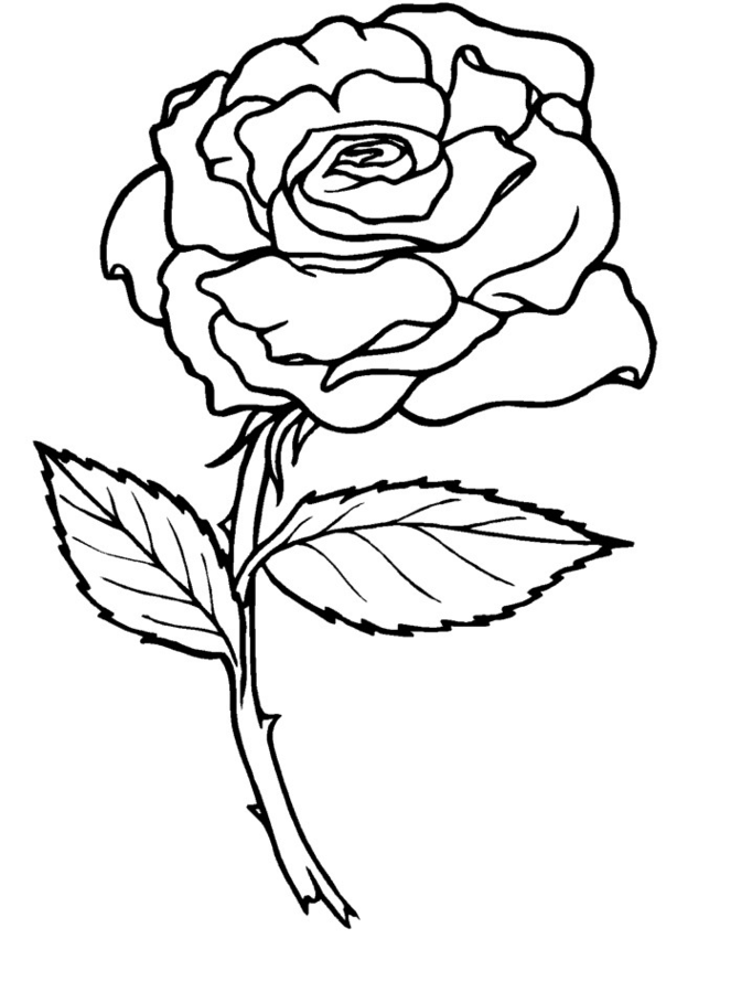 Rose Coloring Page 682x909 Rose Coloring Page