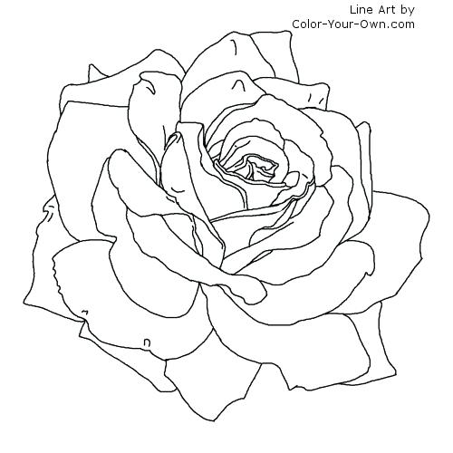 Rose Coloring Pictures Free Coloring Pages For Teenagers Great 500x500 Rose Coloring Pictures Free Coloring Pages For Teenagers Great
