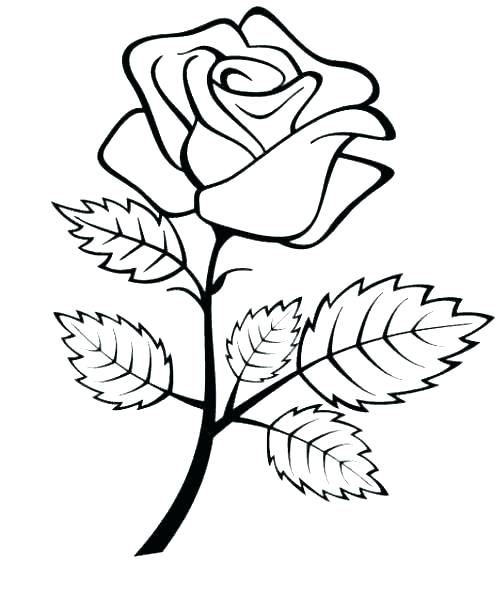 Rose Flower Coloring Pages 13 500x594 Rose Flower Coloring Pages 13