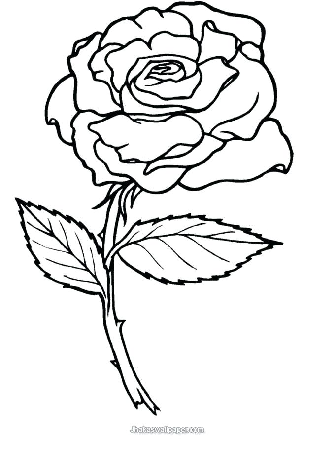 Rose Flower Coloring Pages Rose Flower Coloring Pages 682x909 Rose Flower Coloring Pages Rose Flower Coloring Pages