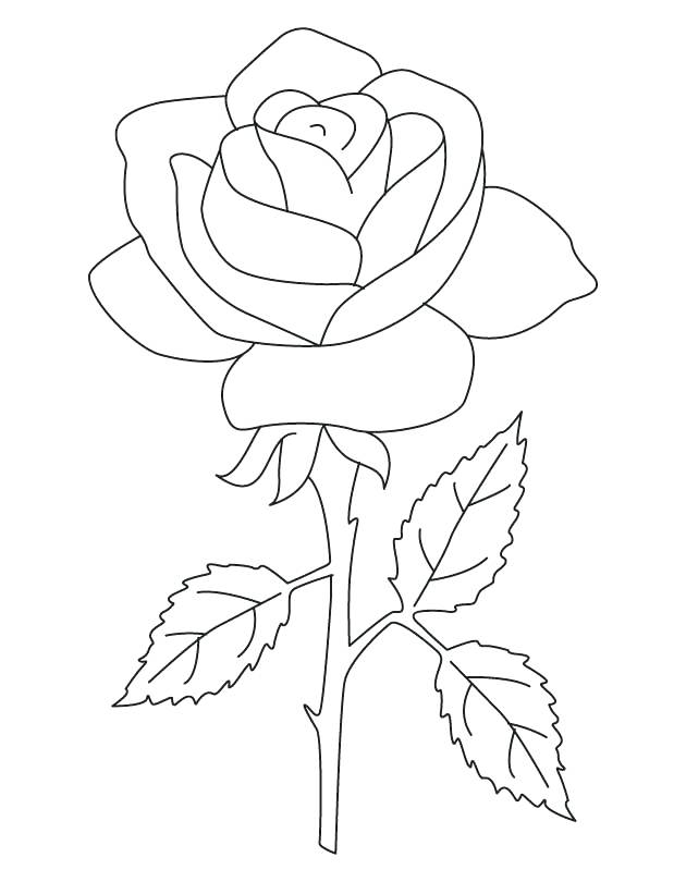 Rose Flower Coloring Pages at GetColorings.com | Free printable ...