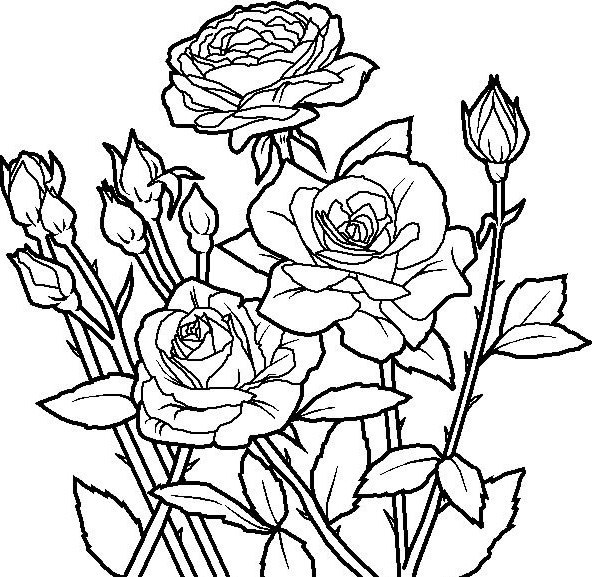 Rose Flower Coloring Pages Printable 36 Cool Flower Coloring Pages 592x577 Rose Flower Coloring Pages Printable 36 Cool Flower Coloring Pages