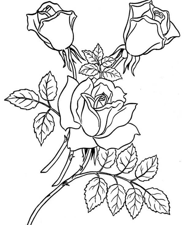 Garden Of Rose Coloring Page 600x734 Garden Of Rose Coloring Page