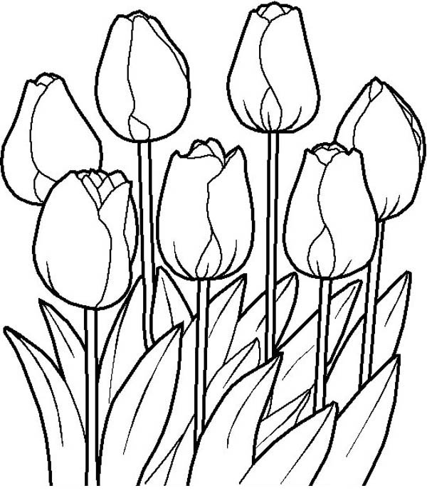 Tulips In The Garden In Flower Bouquet Coloring Page Color Luna 600x693 Tulips In The Garden In Flower Bouquet Coloring Page Color Luna