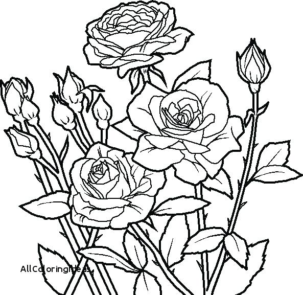 593x577 Coloring Pages Roses Mandala Coloring Pages Roses Rose Flower