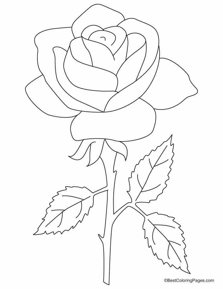 738x954 Rose Petals Coloring Pages