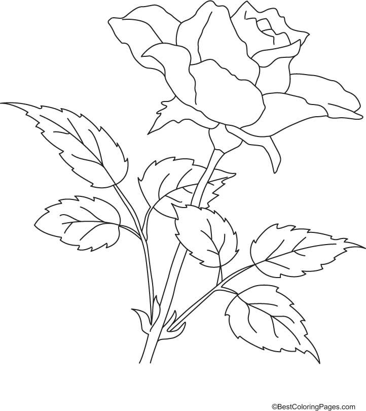 Rose Petal Coloring Pages at GetColorings.com | Free printable ...