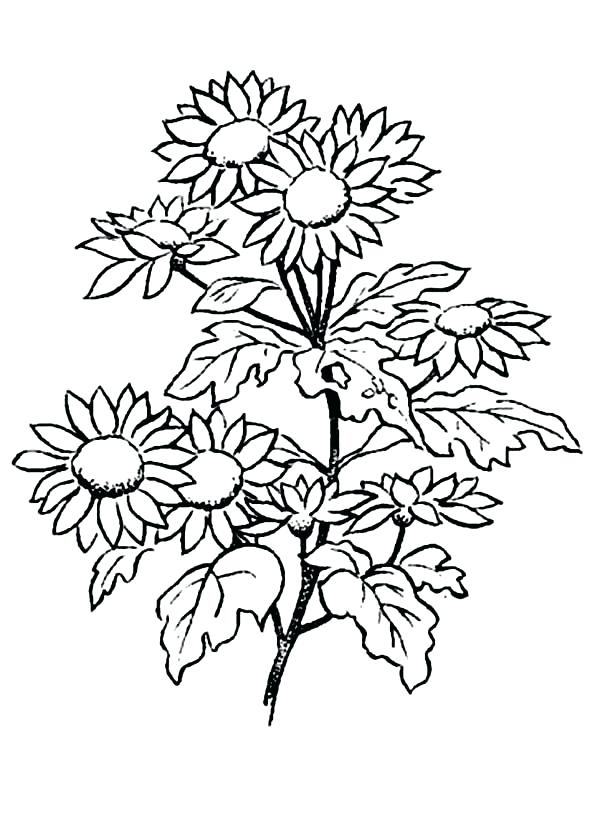 Rose Petal Coloring Pages at GetColorings.com | Free printable