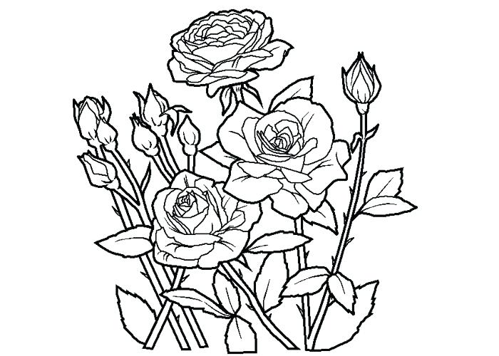Rose Coloring Page Rose Coloring Pages 6 Rose Colouring Pages 700x500 Rose Coloring Page Rose Coloring Pages 6 Rose Colouring Pages