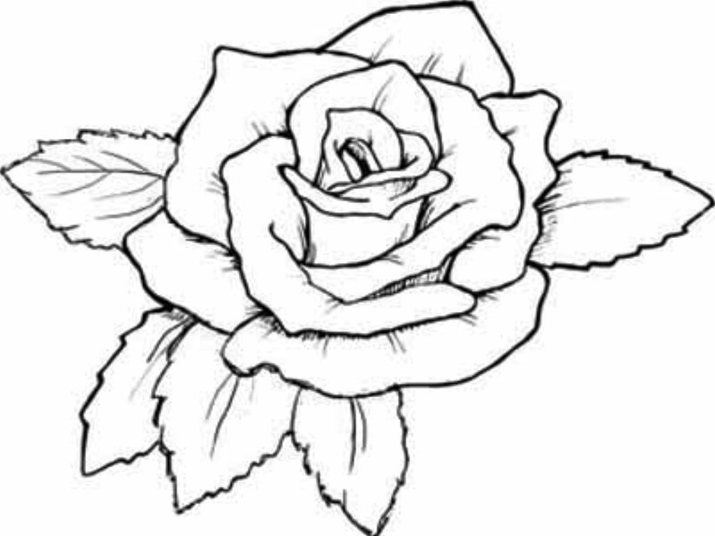 Great Red Roses Coloring Pages Roses Coloring Pages Beautiful 1024x768 Great Red Roses Coloring Pages Roses Coloring Pages Beautiful