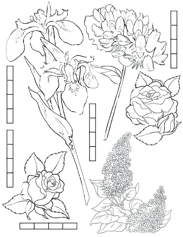 612x792 Colouring Page Rosetta Fairy Coloring Pages And The Pirate Fairy