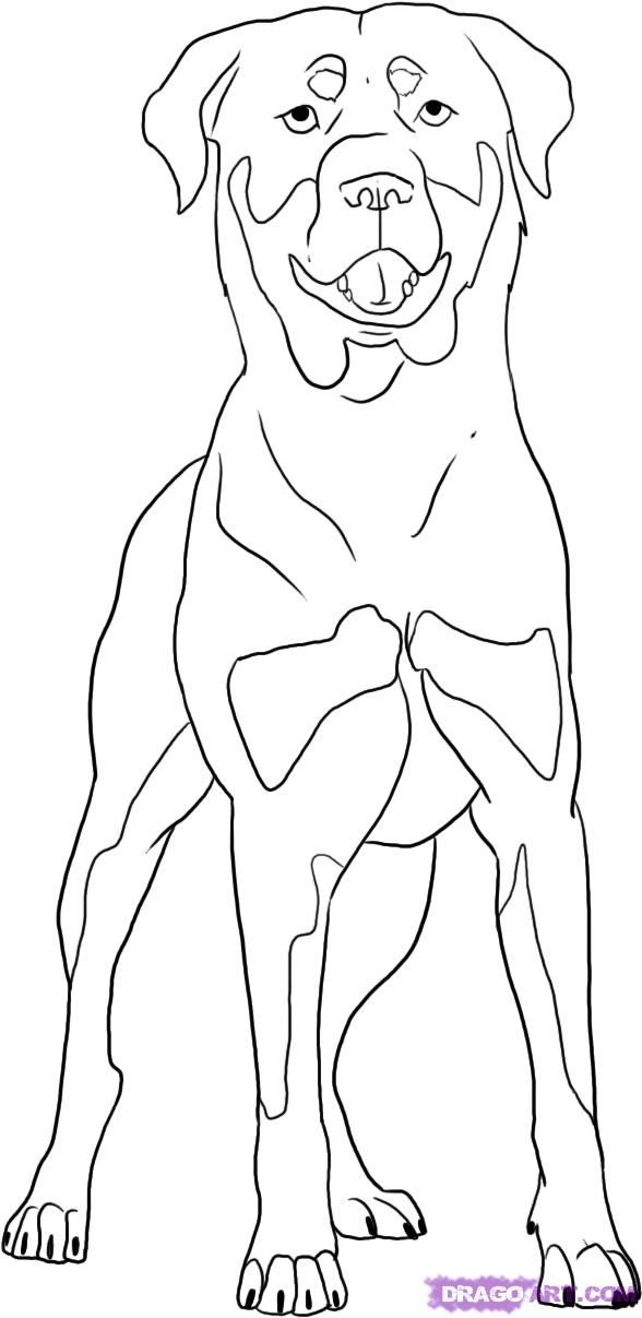 588x1207 Rottweiler Coloring Pages Rottweiler Colors And Markings Step 6