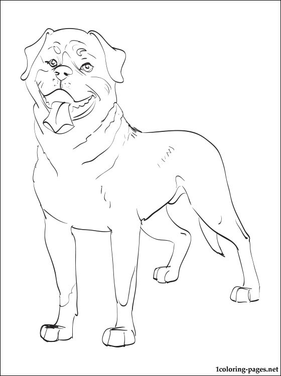 560x750 Rottweiler Coloring Page Coloring Pages