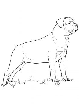 262x350 Rottweiler Projects To Try Rottweiler, Dog Pattern