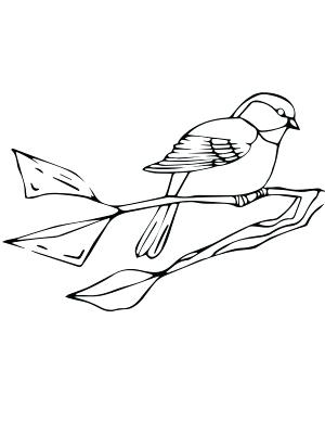 300x400 Chickadee Coloring Page Chickadee Coloring Page Chickadee Coloring